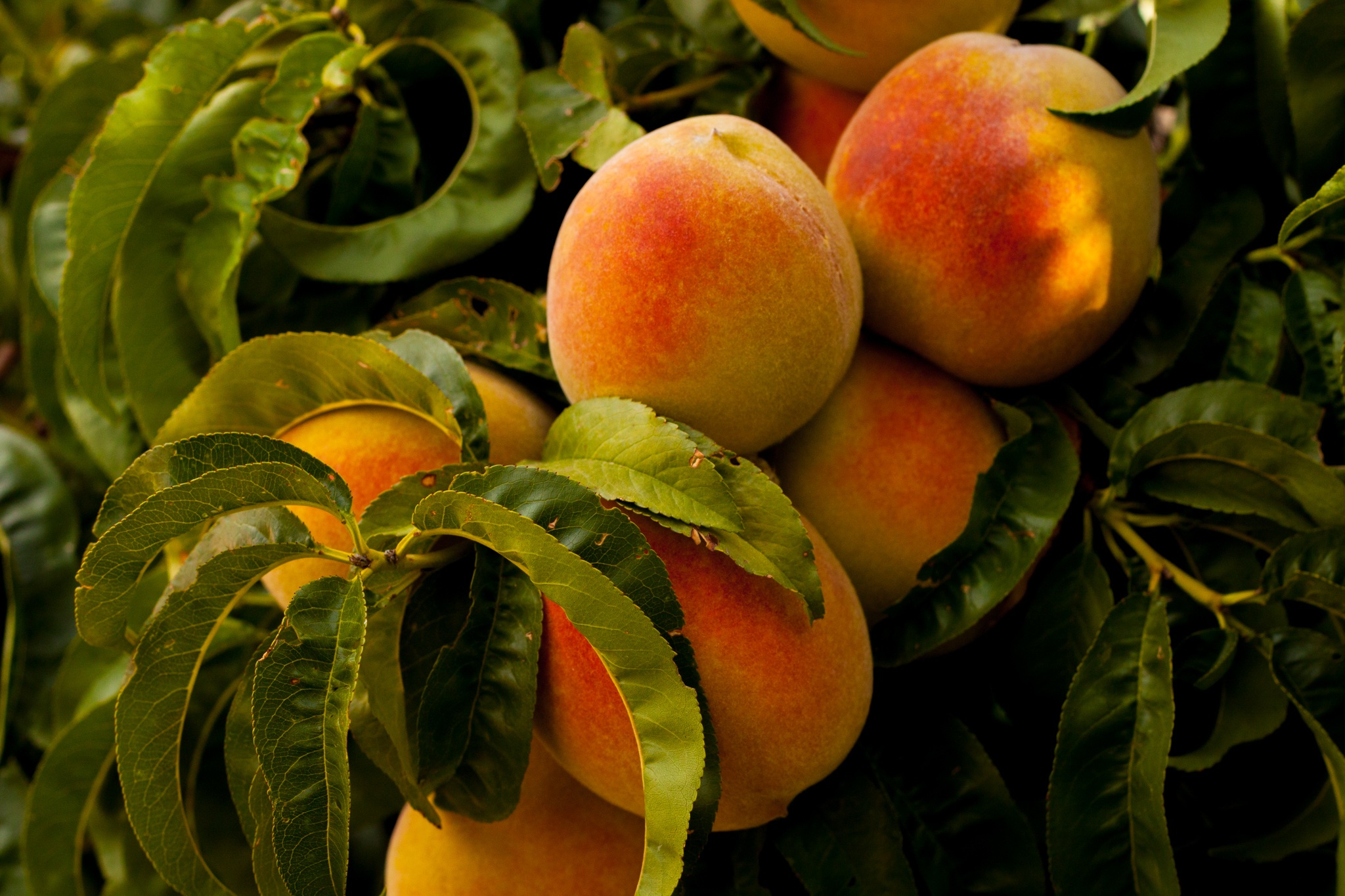 peaches 869386